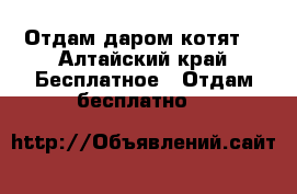 Отдам даром котят  - Алтайский край Бесплатное » Отдам бесплатно   
